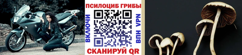 блэк спрут ТОР Вуктыл Псилоцибиновые грибы мицелий магазин наркотиков